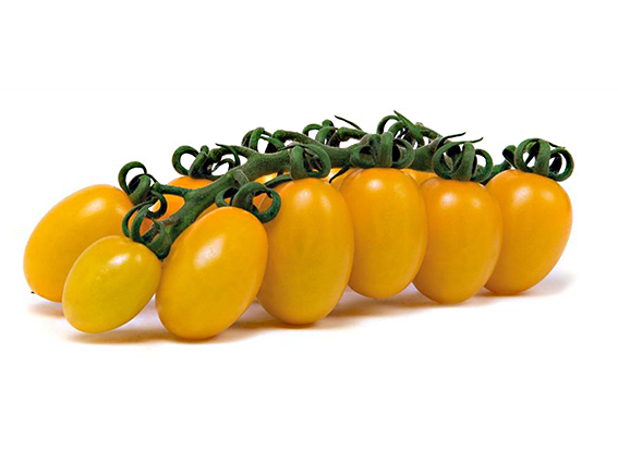 POMODORO DATTERINO GIALLO