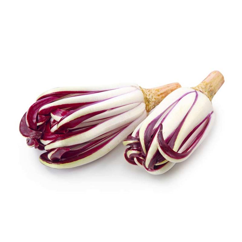 RADICCHIO ROSSO DI TREVISO