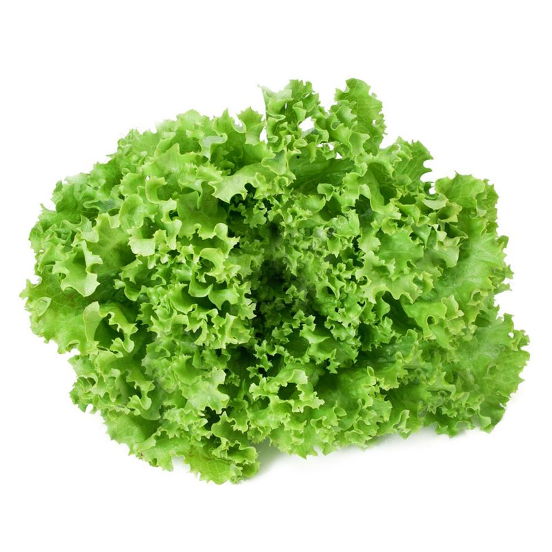 LATTUGA INDIVIA RICCIA